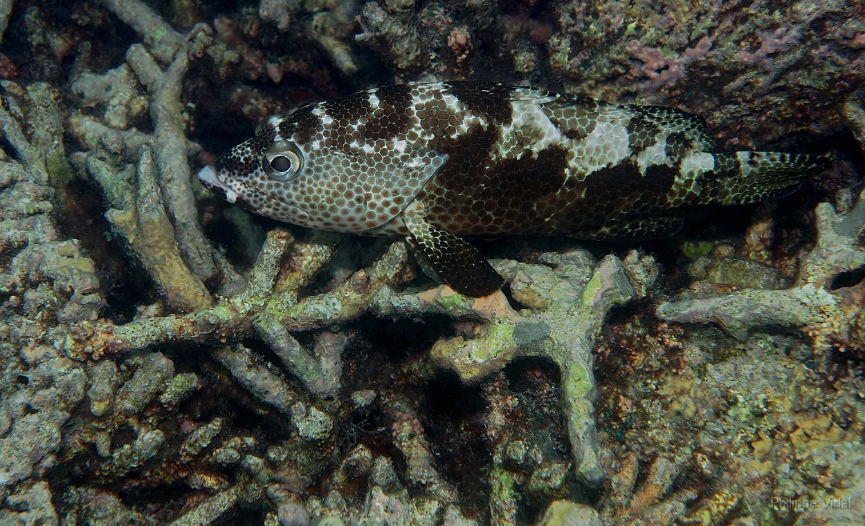 Velidhu - 2013_03_09 - IMG_0273rf_Merou tapis - Epinephelus macrospilos_House reef_pmt.jpg